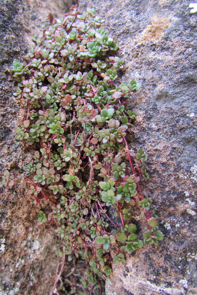 Crassula papillosa 2