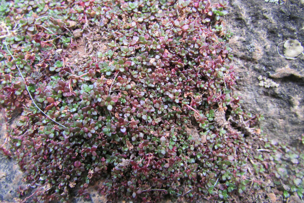 Crassula papillosa