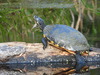 Yellow-bellied Slider - Photo (c) Yinan Li, some rights reserved (CC BY-NC), uploaded by Yinan Li