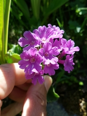 Primula latifolia