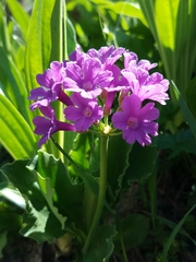 Primula latifolia
