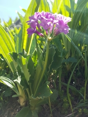 Primula latifolia