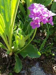 Primula latifolia