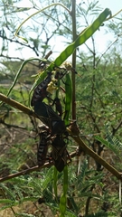 Pachylis neocalifornicus