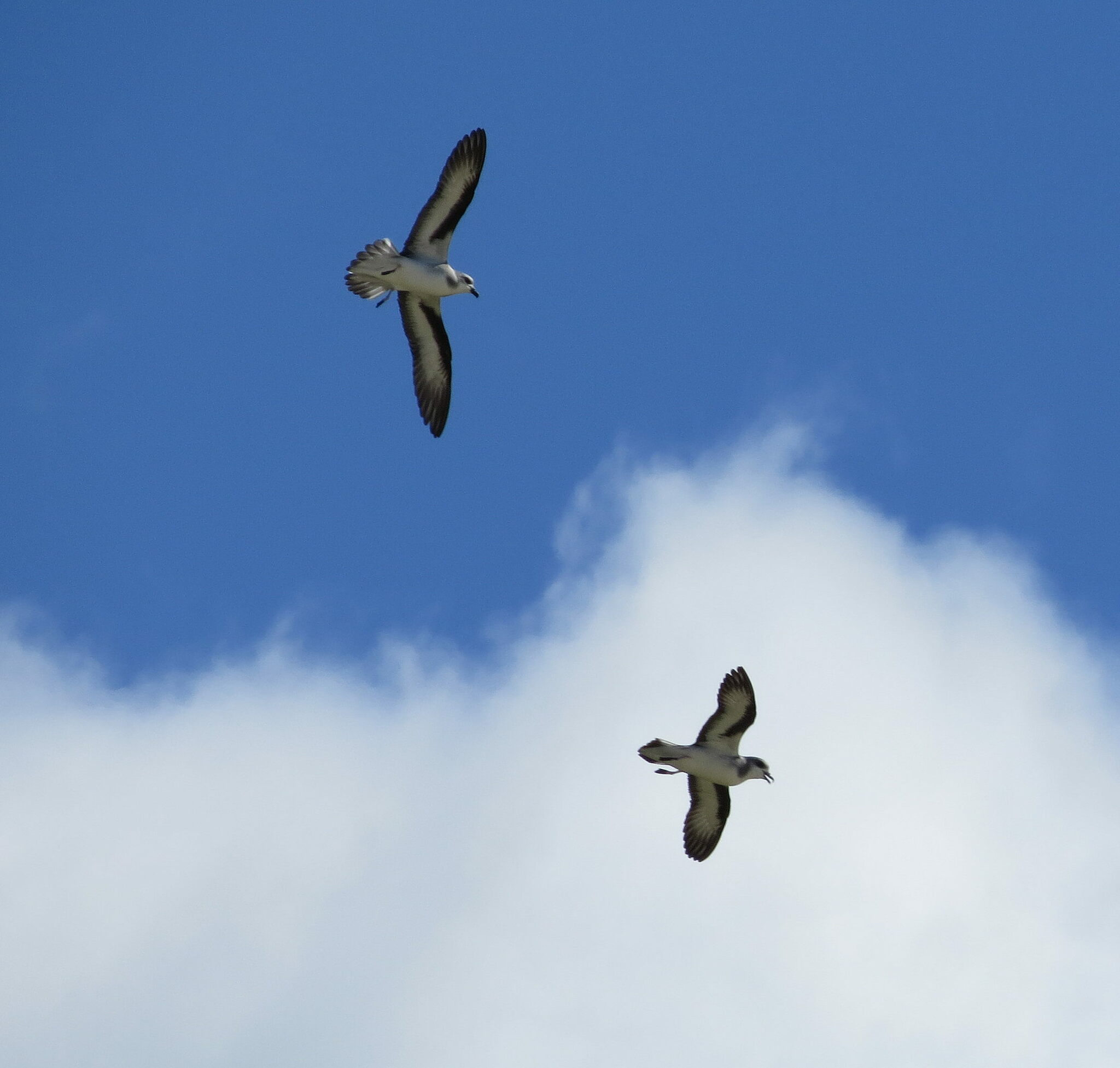 Black-winged Petrel (Pterodroma nigripennis)