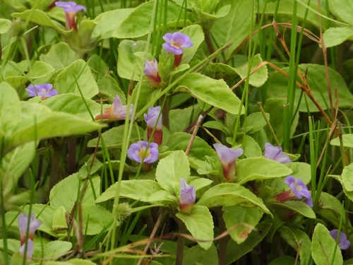 Image of Big-Leaved Marshweed (Limnophila rugosa) by (c) 許慶棠Ray, some rights reserved (CC BY)