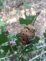 Disholcaspis spongiosa