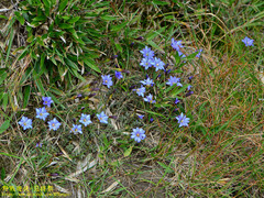 Gentiana arisanensis