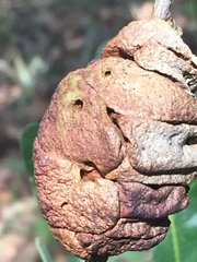 Disholcaspis spongiosa