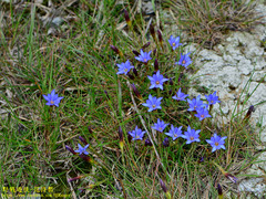 Gentiana arisanensis