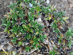 Gentiana arisanensis