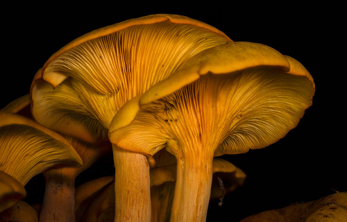 Jack-o-Lantern