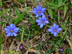 Gentiana arisanensis