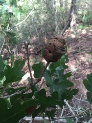 Disholcaspis spongiosa