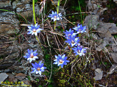 Gentiana arisanensis