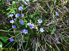 Gentiana arisanensis