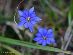 Gentiana arisanensis