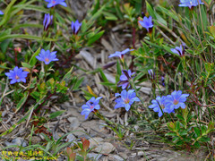 Gentiana arisanensis