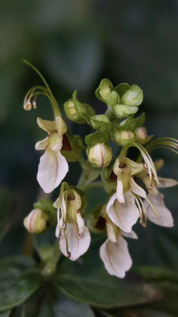 Teucrium pernyi