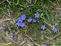 Gentiana arisanensis