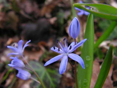 Scilla bifolia