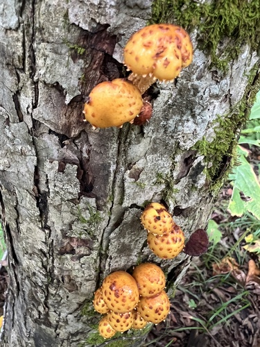 Pholiota
