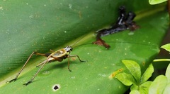 Nisitrus