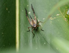 Nisitrus