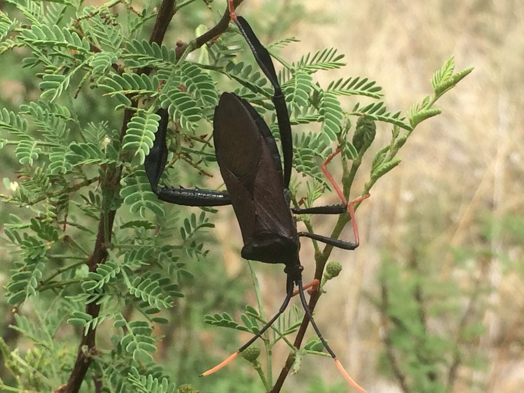 Acanthocephala thomasi