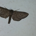 Geometridae