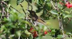 Foulehaio taviunensis