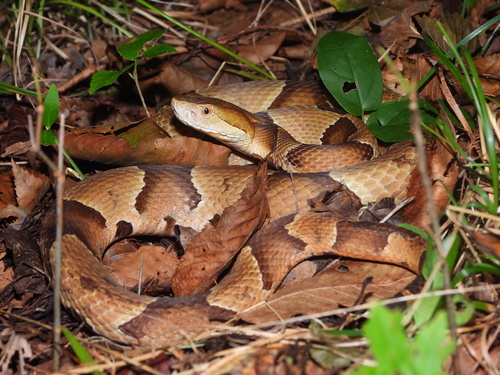Eastern Copperhead