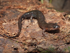 Carolina Swamp Dusky Salamander photo 2