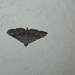 Rhesala moestalis