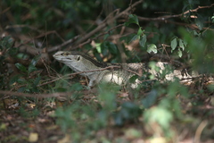 Varanus albigularis