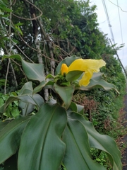 Costus villosissimus
