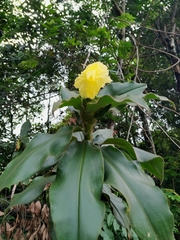 Costus villosissimus
