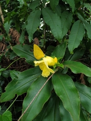 Costus villosissimus
