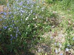 Cichorium intybus