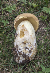 Boletus huronensis