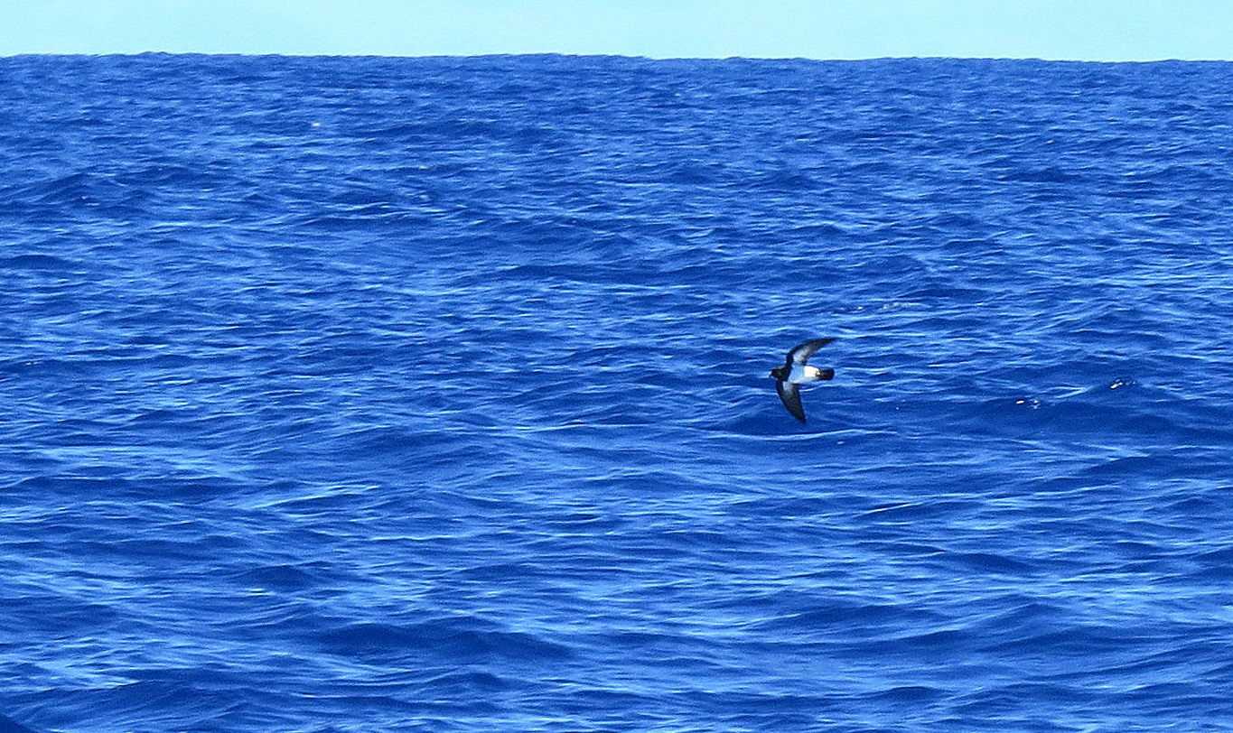 White-bellied Storm-Petrel illustration