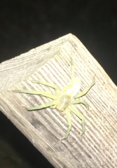 Micrommata