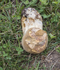 Boletus huronensis