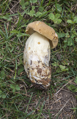 Boletus huronensis