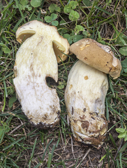 Boletus huronensis