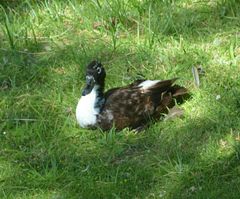 Anas platyrhynchos domesticus