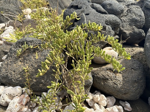 Image of Lycium sandwicense by (c) Jason Grant, some rights reserved (CC BY)