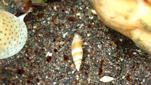 Carinomitra typha observed 2024-09-15