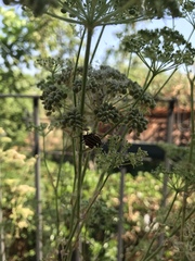 Graphosoma lineatum siciliensis