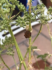 Graphosoma lineatum siciliensis
